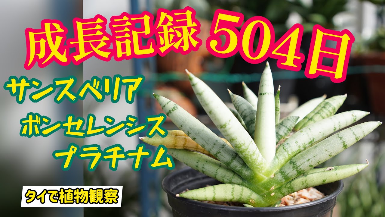サンスベリア】成長記録504日！！！ボンセレンシス プラチナム