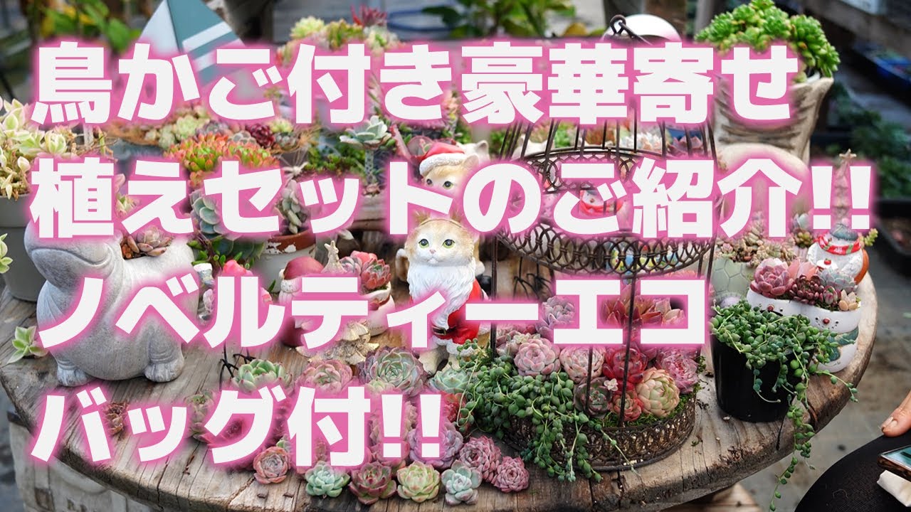 Succulent] Introducing a gorgeous planting set with a birdcage