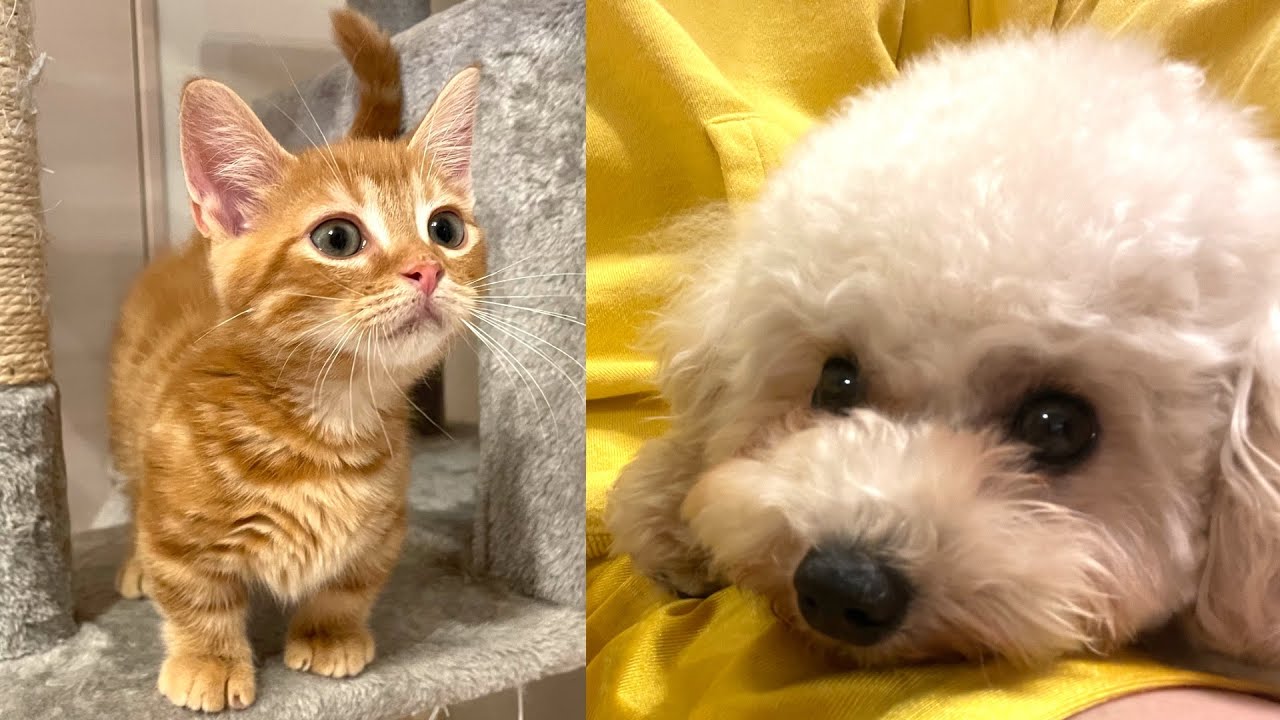 ご報告】新しい家族ができましたあああああああああああああああああ