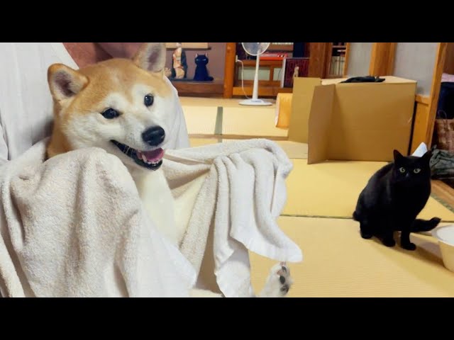 タオルでひと暴れしてご機嫌な柴犬 A walk after the rain - YouTube