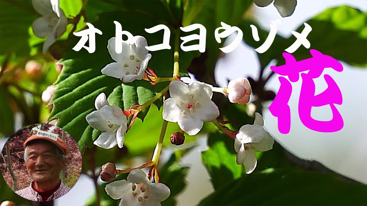 山採り自然樹形オトコヨウゾメ花 2024 秋元園芸 - YouTube