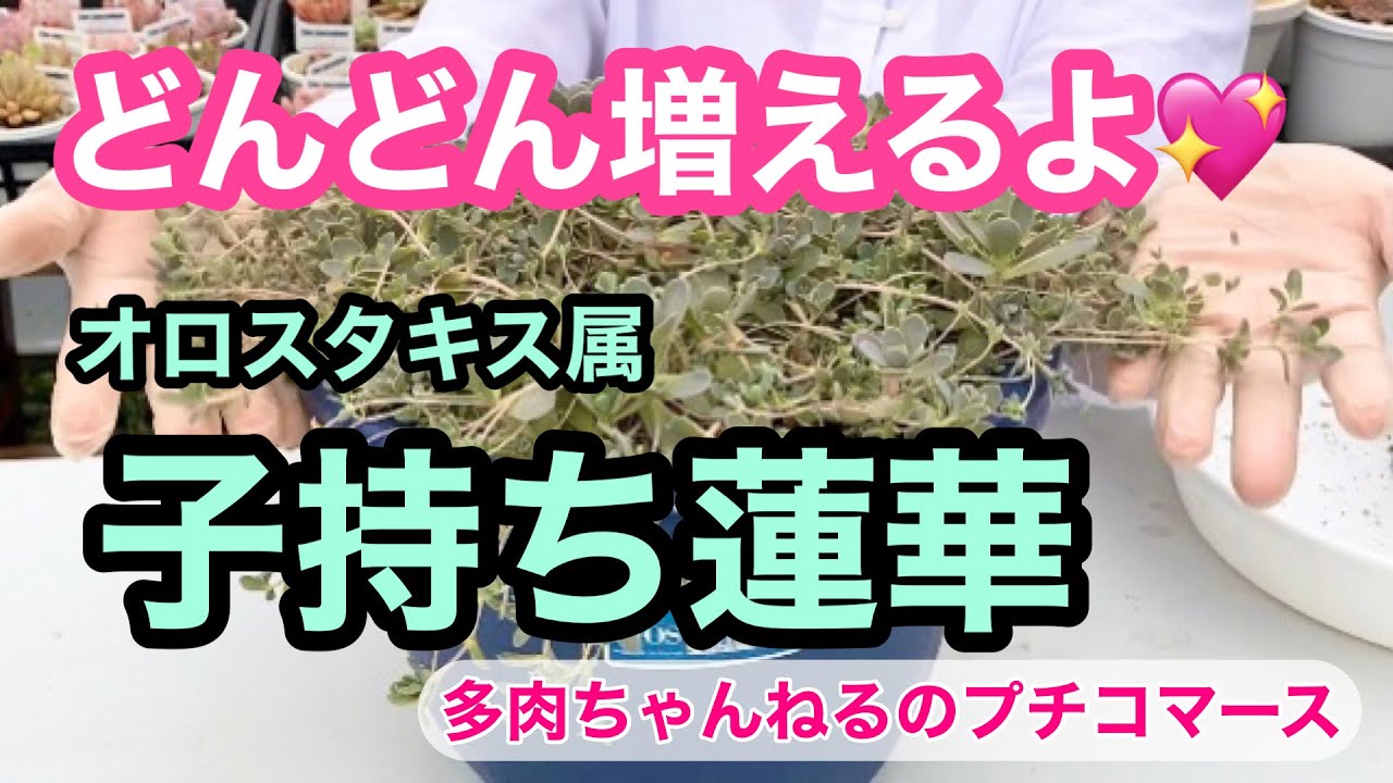 多肉植物】多肉を増やそう❣️子持ち蓮華ワサワサ増えます💖 - YouTube