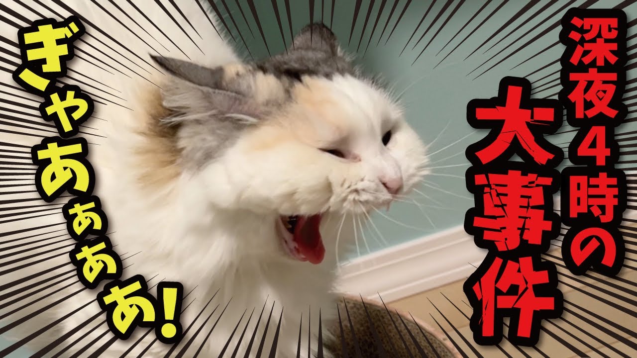 It would have been a disaster if my cat had woken me up at 4am