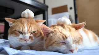 にんにく のせ猫 250910 - YouTube