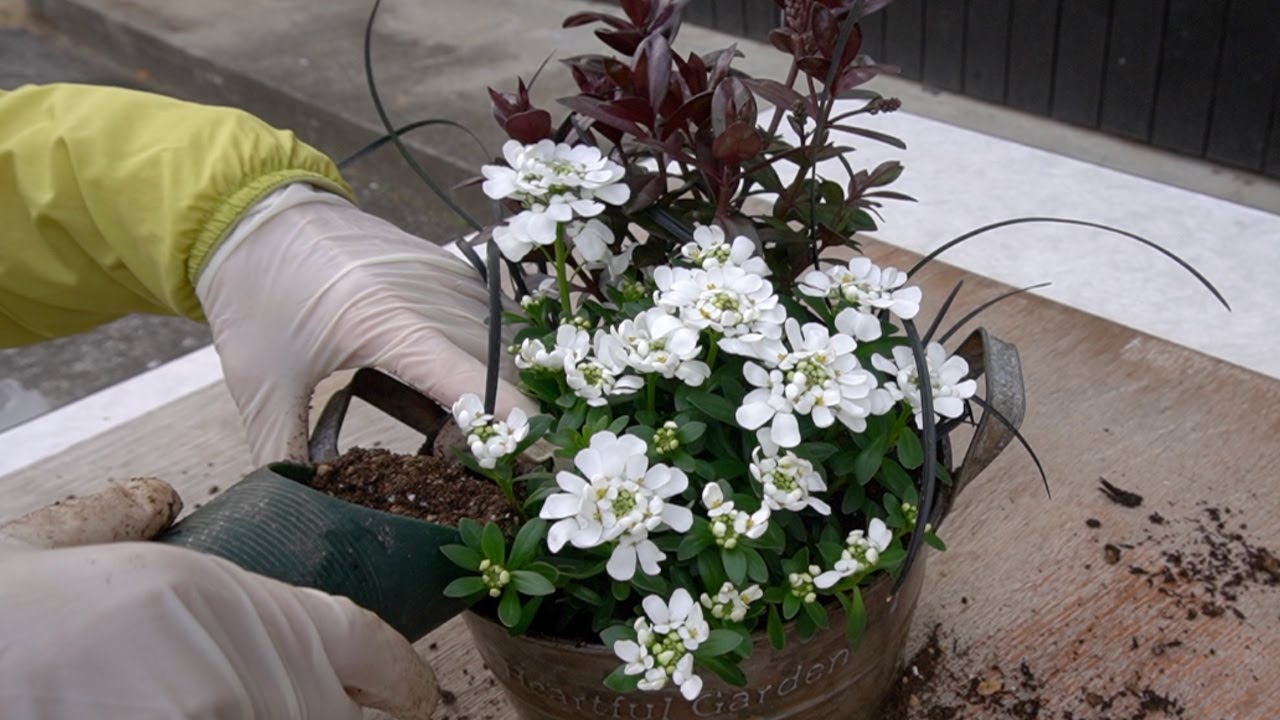 イベリスとカラーリーフで早春の寄せ植え - YouTube