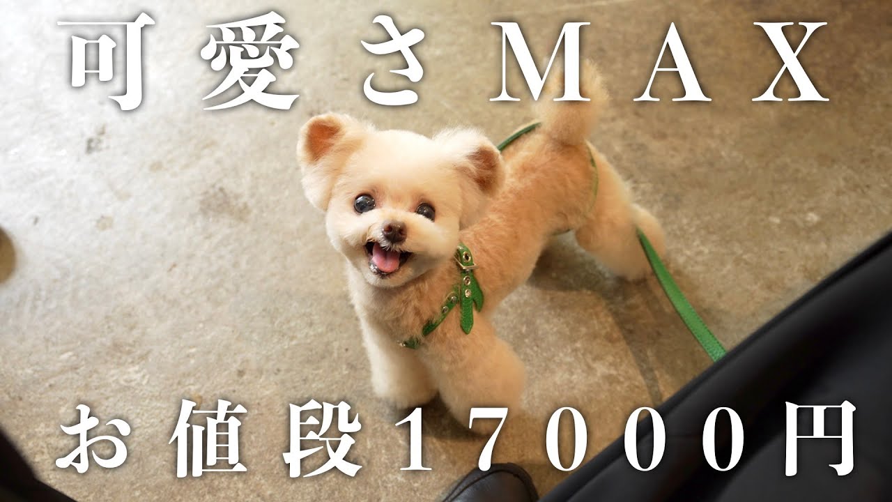 月に1度のお楽しみ♪【トイプードル】 - YouTube