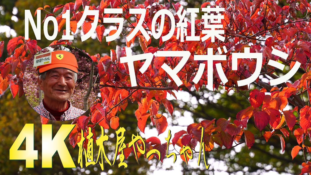 山採り自然樹形ヤマボウシ絶品紅葉 2021 Rondo capriccios - YouTube