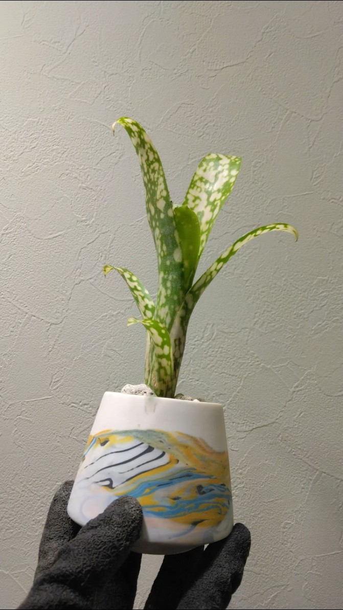 ビルベルギア水挿し発根から鉢上げ(H'sFantasia） #観葉植物 #plants