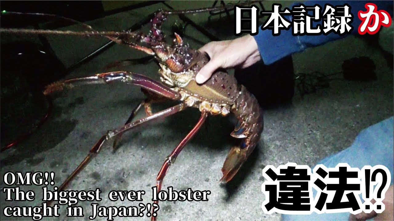 I caught a Japanese record lobster while letting it swim off the