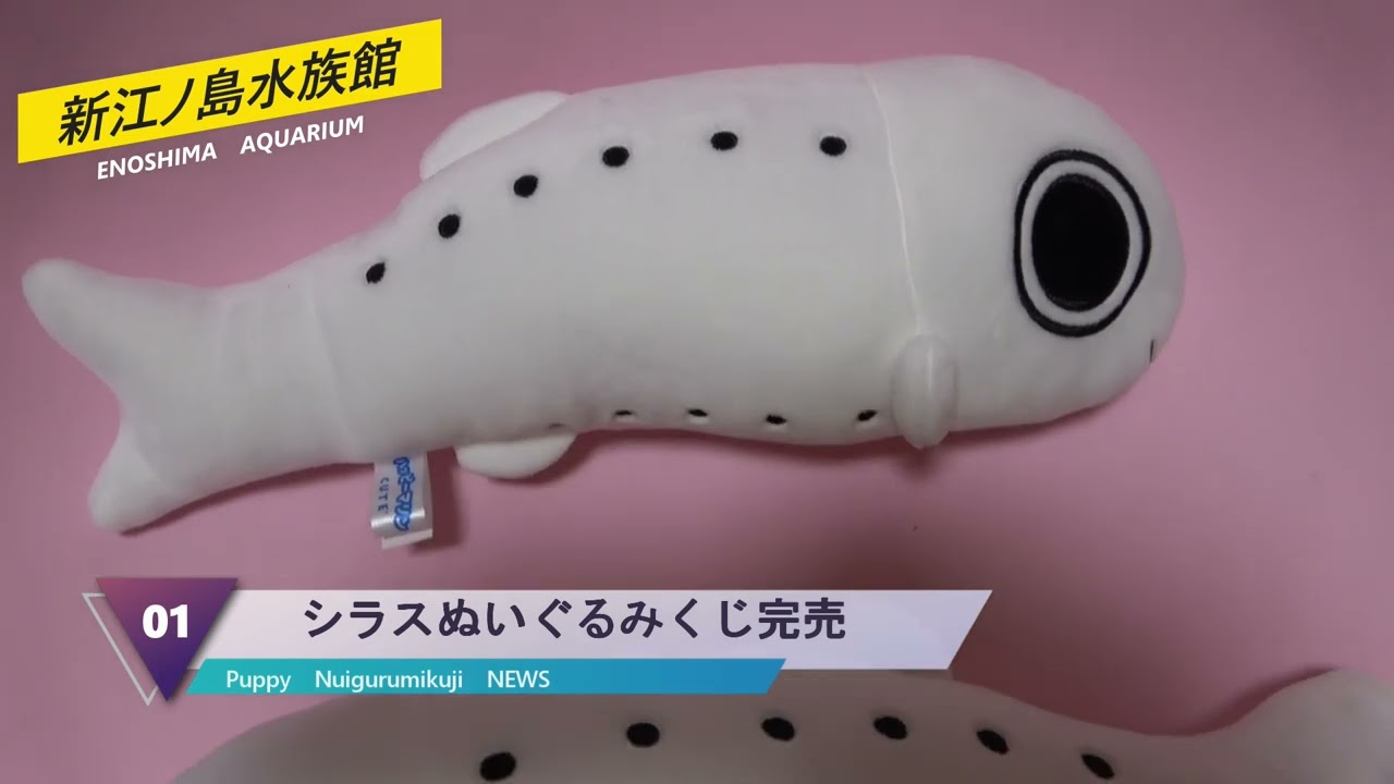 新江ノ島水族館シラスぬいぐるみくじが・・・ - YouTube