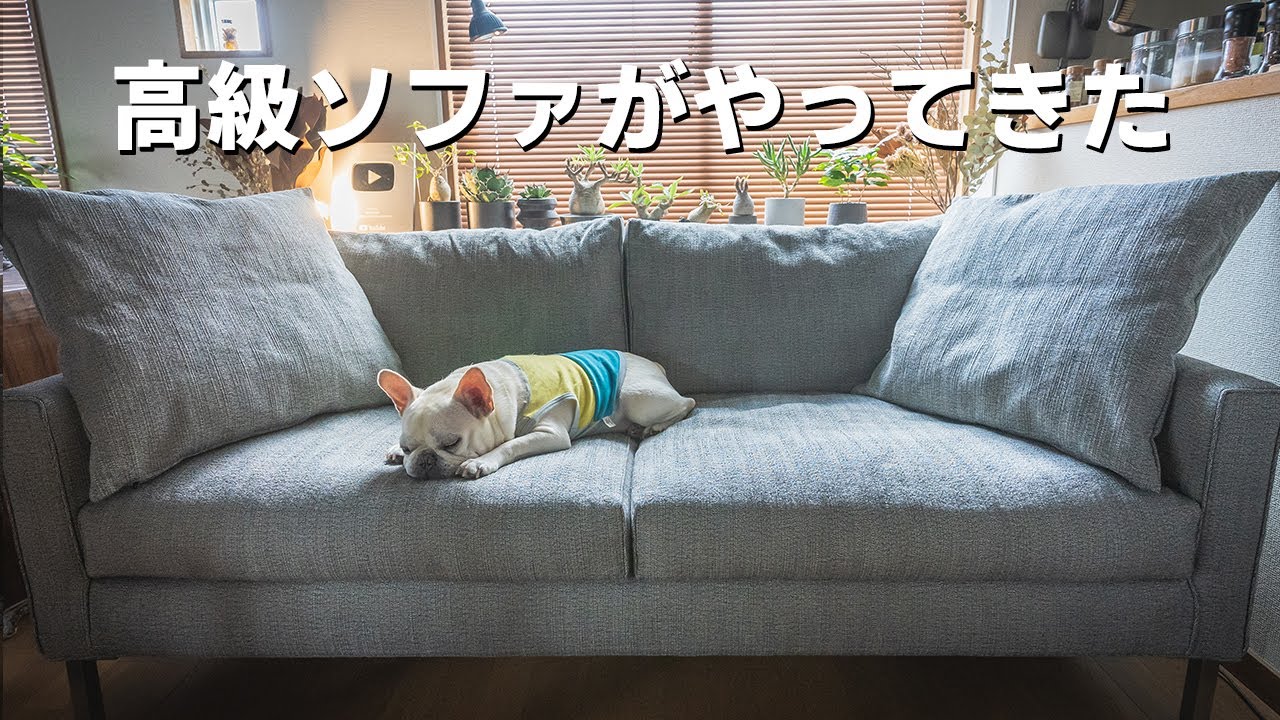 A luxury sofa has arrived, so I'll review how comfortable it is to