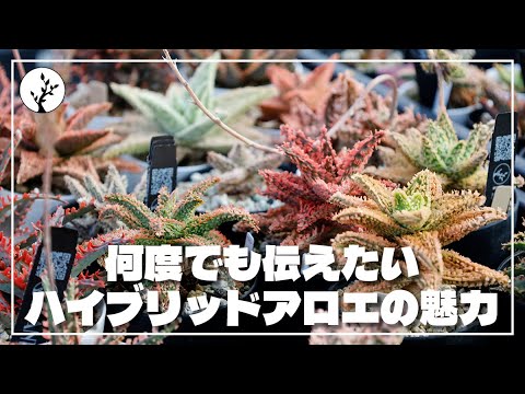 The appeal of hybrid aloe and its variety selection - YouTube