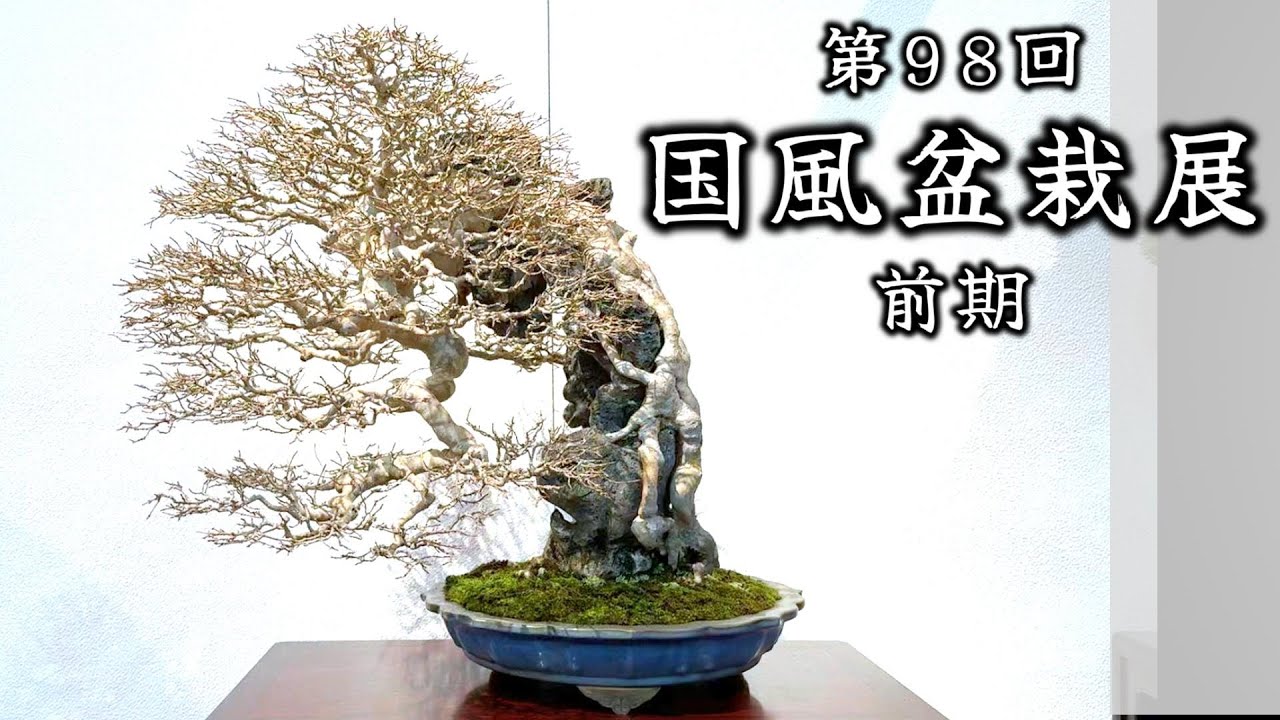 盆栽】第98回 国風盆栽展 前期【Bonsai】The 98th Kokufu Bonsai