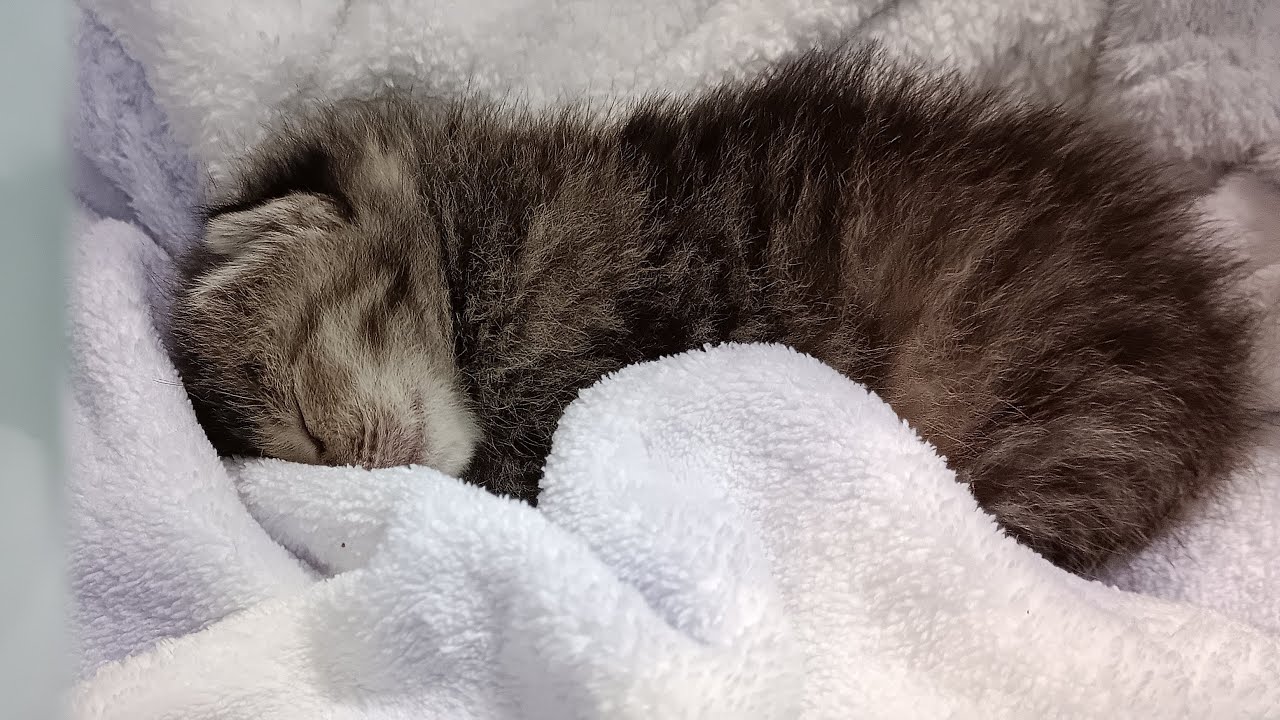 2日目、生まれて数日の子猫上手にミルク飲めました【ご乱心】 - YouTube