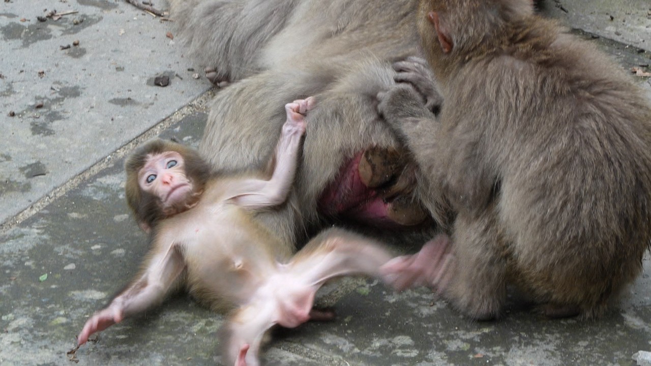 Watch Him Grow! Every Second is Sweeter with This Adorable Baby