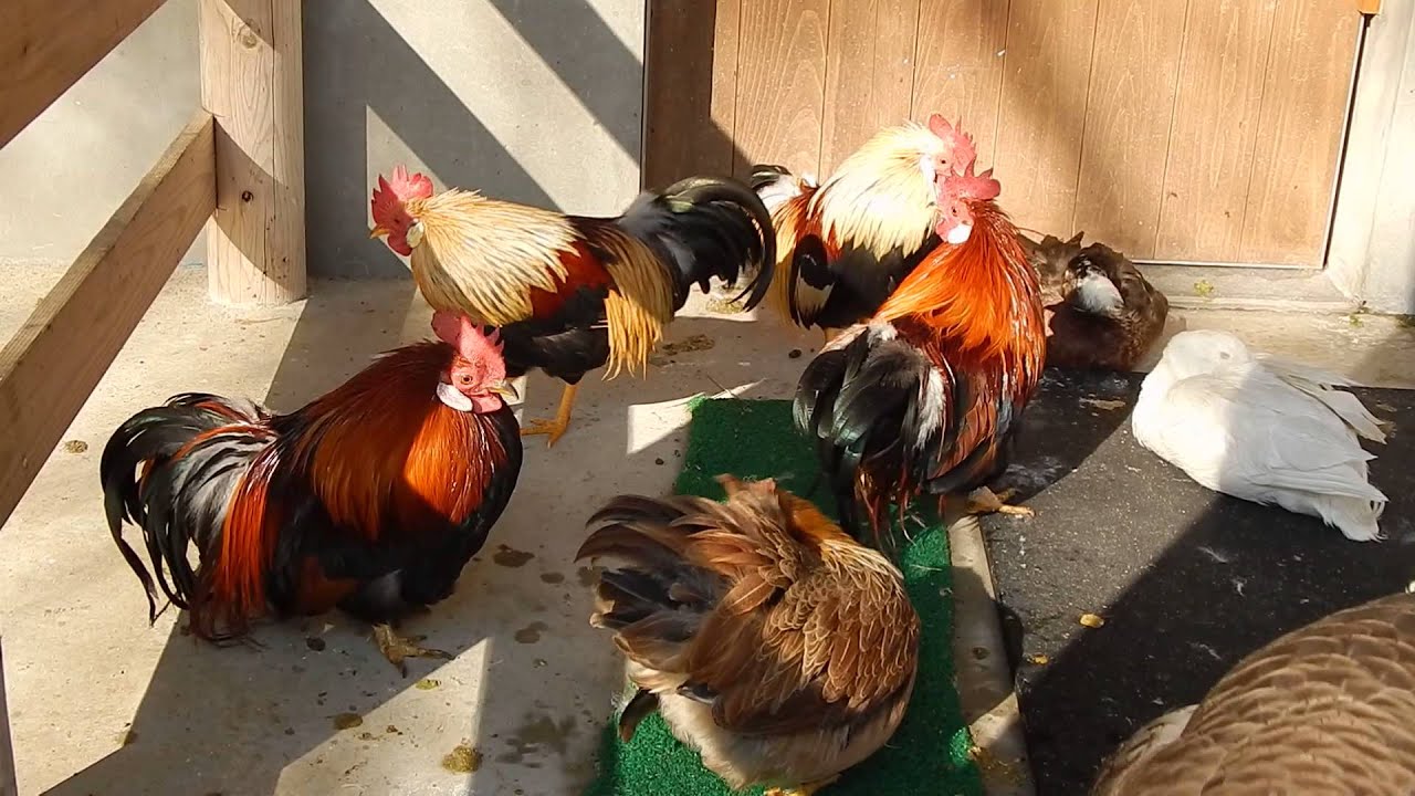 上野動物園のニワトリ② 2014年1月21日 - YouTube