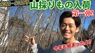 Long-awaited] Mountain harvested produce has started arriving