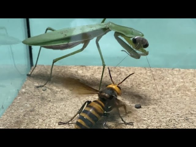 Praying Mantis vs Giant Hornet - YouTube