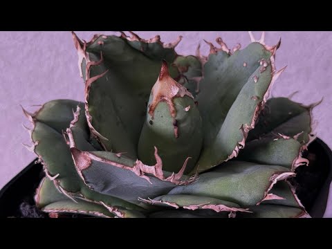 20250922 アガベ・チタノタ 蚩尤（芽）-003｜agave titanota chiyou