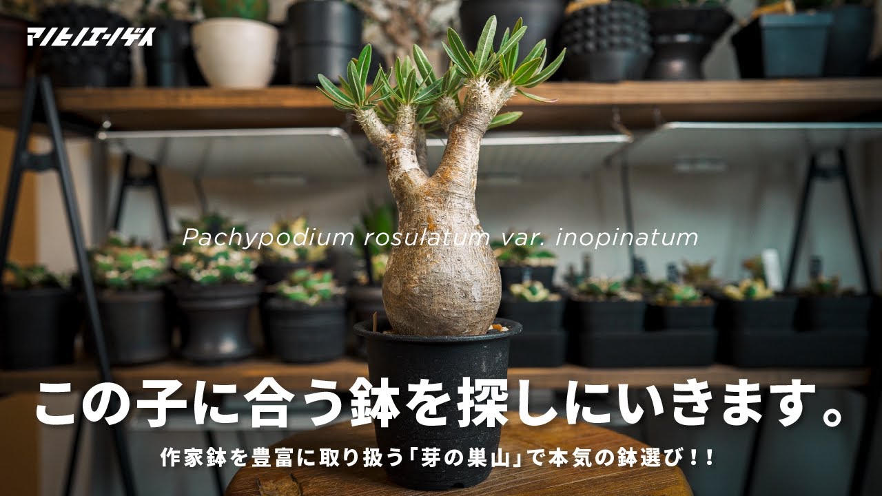 作家鉢】株の魅力を最高に。愛用の作家鉢ご紹介｜芽の巣山｜グラキリス