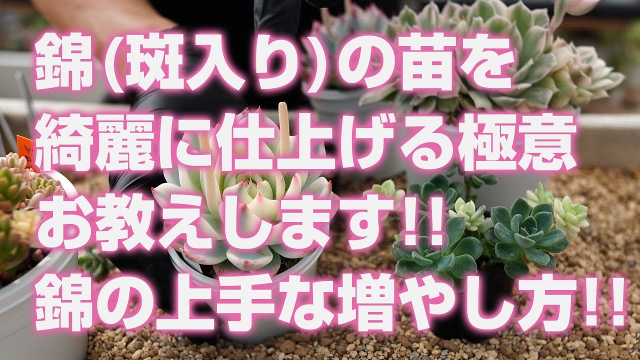 多肉植物】錦(斑入り)の苗を綺麗に仕上げる極意お教えします!!錦の上手
