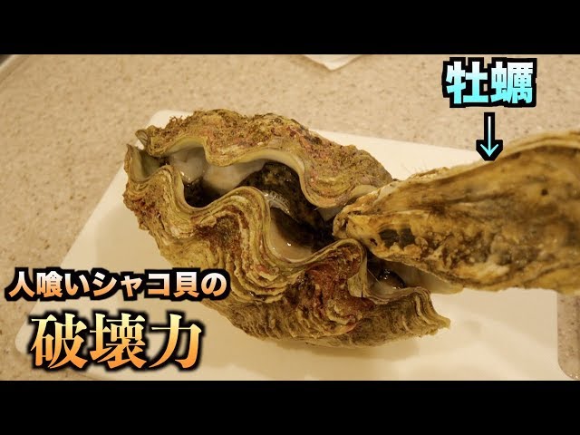Seriously?! When I tried to test the lethal power of a giant clam