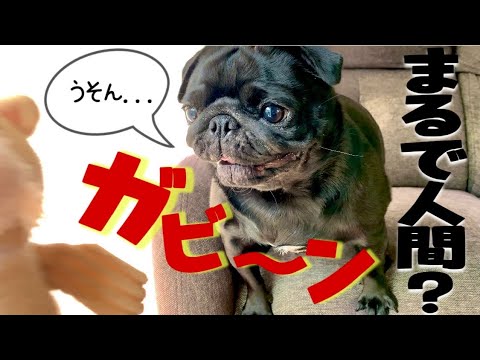 My precious bear has been torn again My black pug's expression