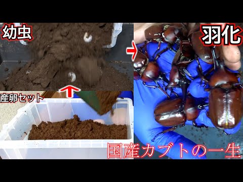 I was so moved when I watched the life of a red-eyed Japanese