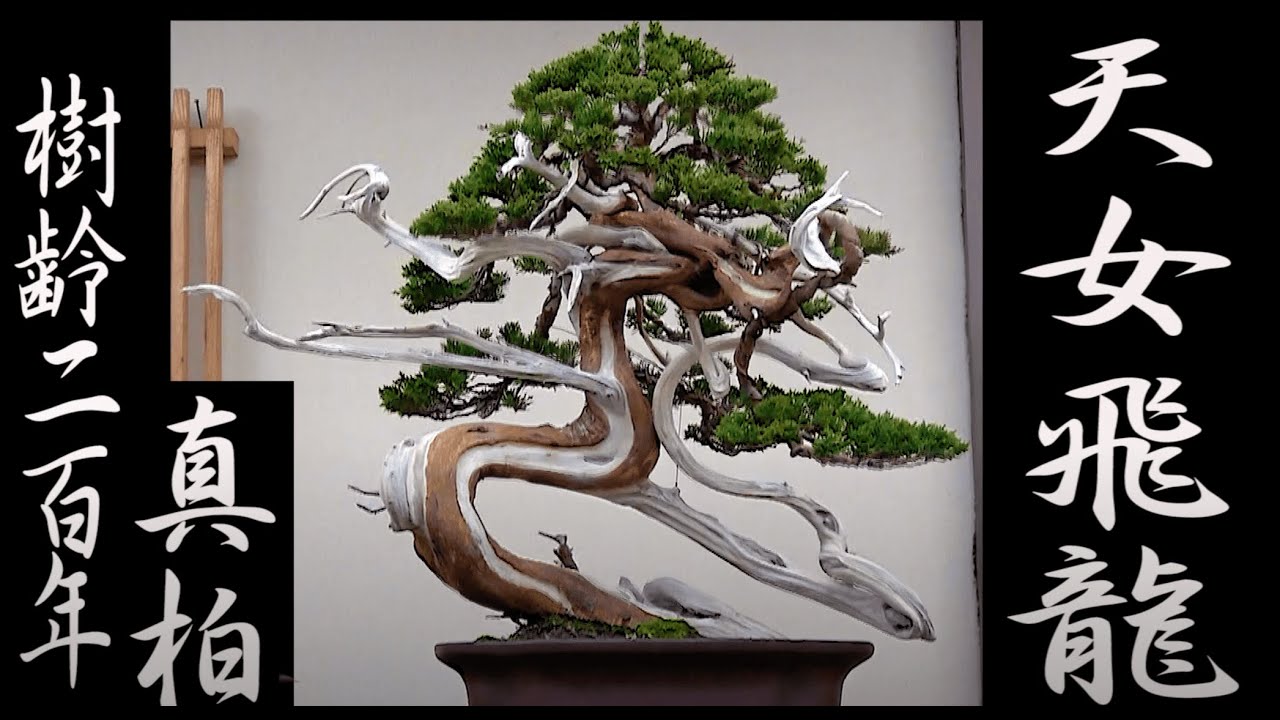 樹齢200年の盆栽 BONSAIアーティスト大町功 - YouTube