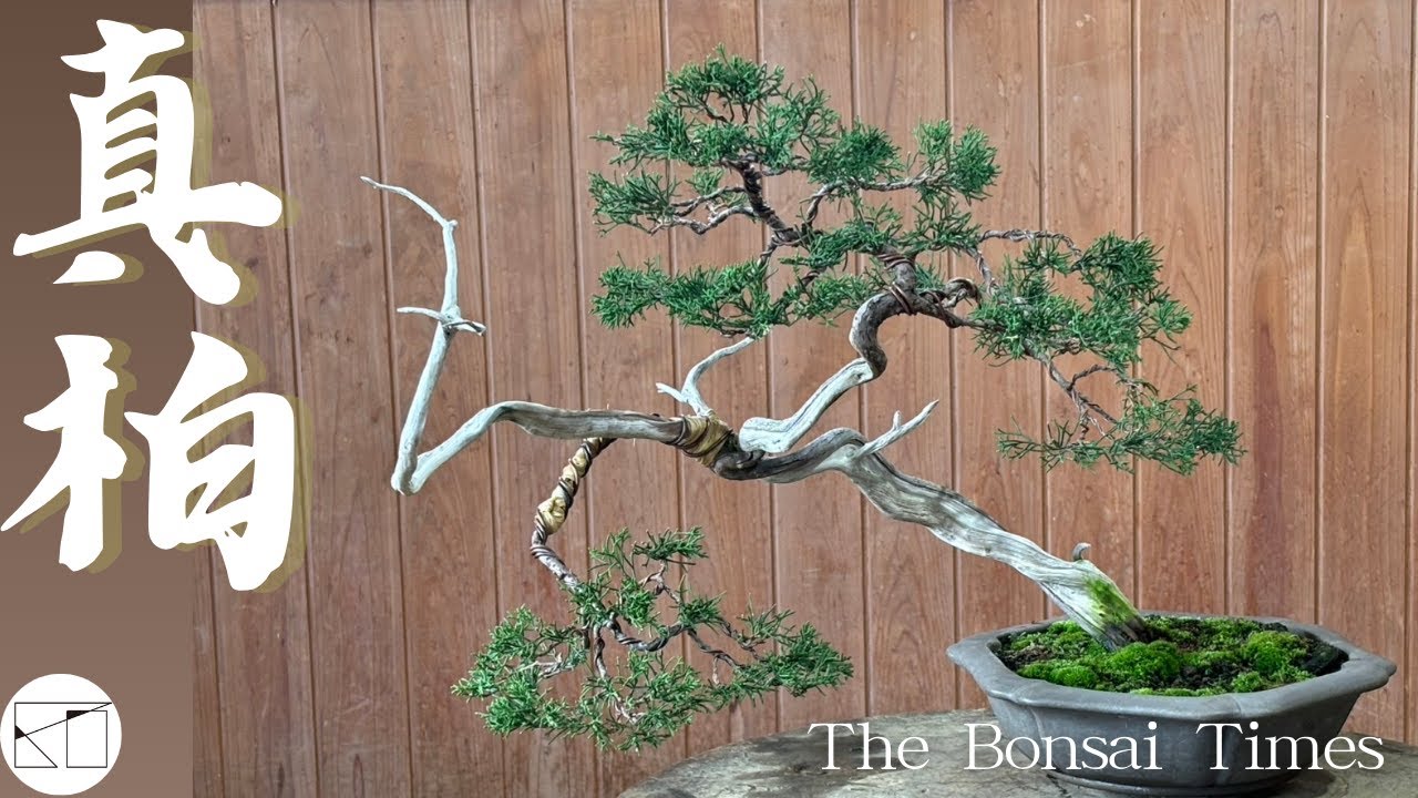 真柏】落ち枝による動きのある樹形に。 - YouTube
