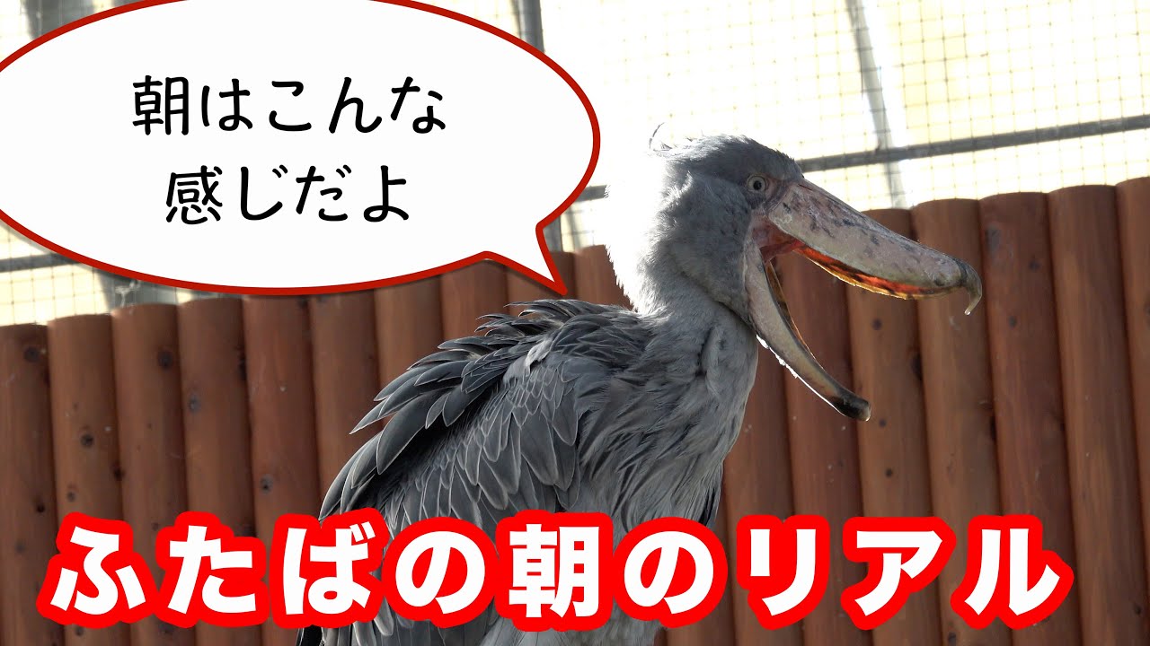生の音と空気感】ハシビロコウふたばちゃんの朝はこんな感じ!【冬の