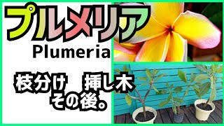 完璧】プルメリアの挿し木、枝分けのその後。増やし方 庭造り