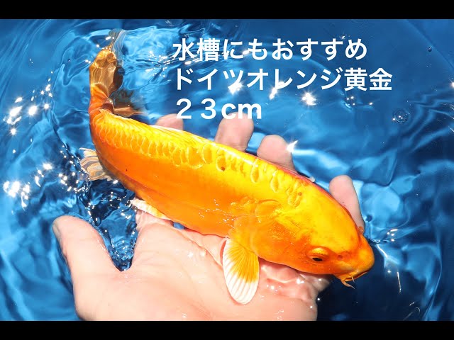 水槽にもおすすめのドイツオレンジ黄金 錦鯉大地 KOITAICHI - YouTube