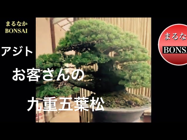 329 手入れしに来ていた九重五葉松。 【盆栽】​⁠‪@bonsai1007‬ - YouTube