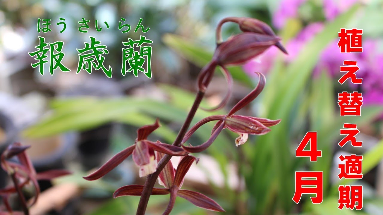 報歳蘭の植え替え時期は4月です - YouTube