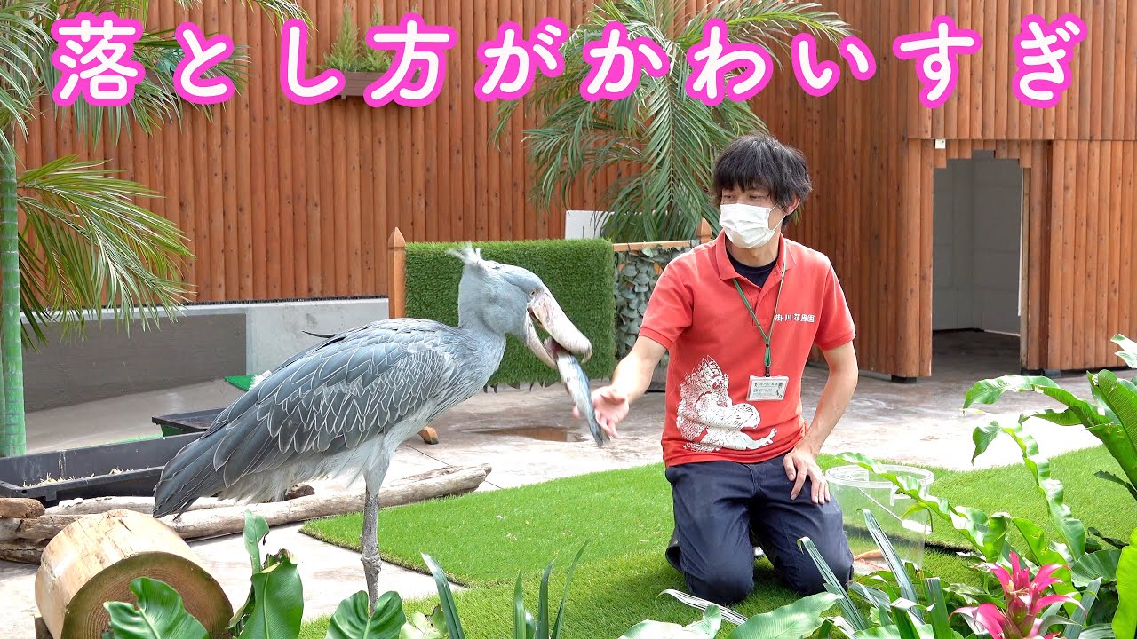 大好きな飼育員さんにごはんをもらうハシビロコウふたばちゃん