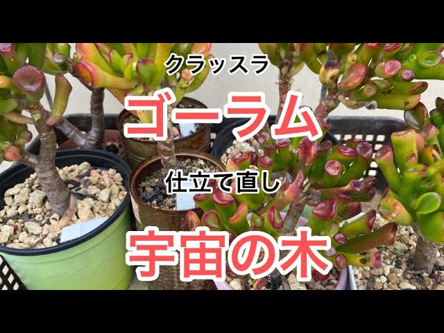 多肉植物]クラッスラ ゴーラム 宇宙の木 仕立て直し^_^ - YouTube