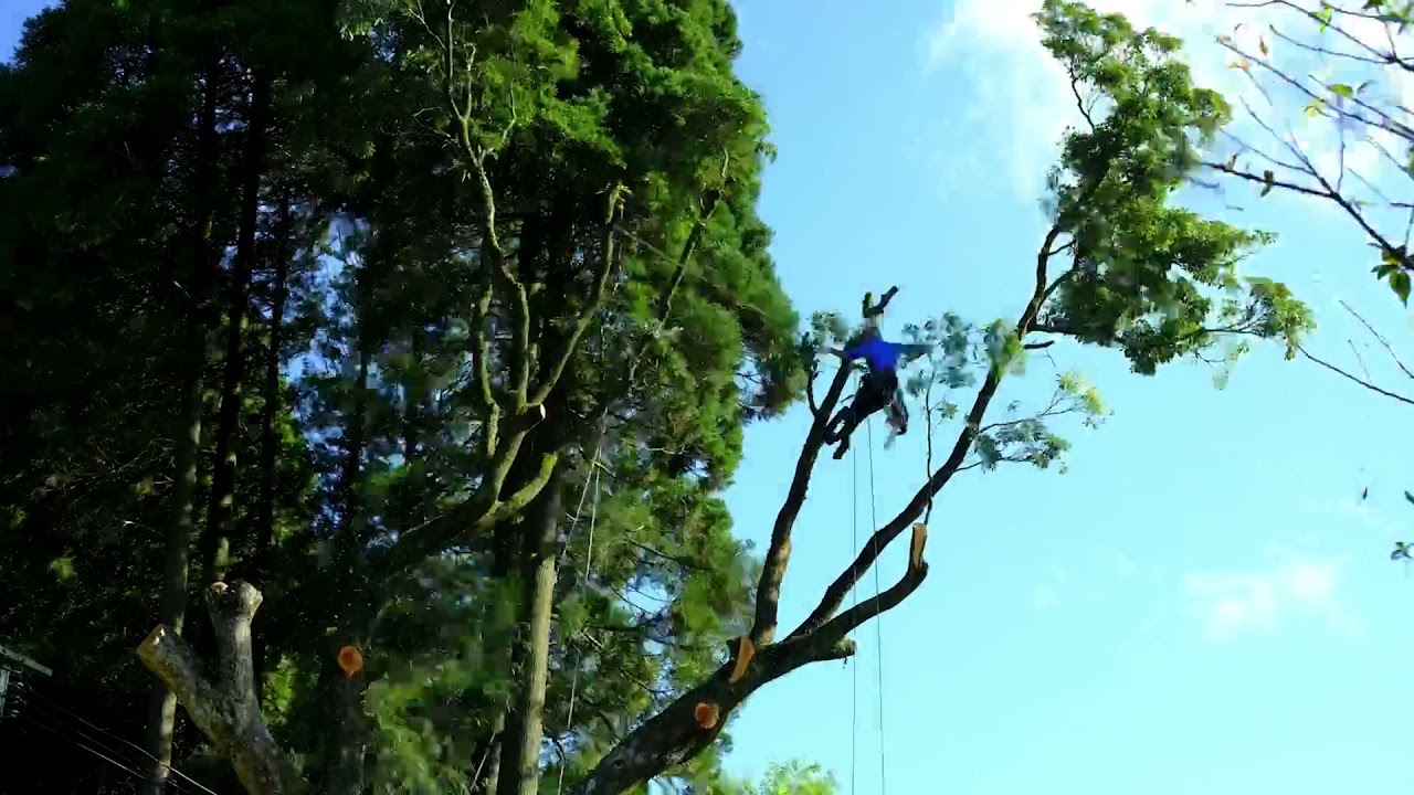 タブの巨木の特殊伐採 | 山のツバル