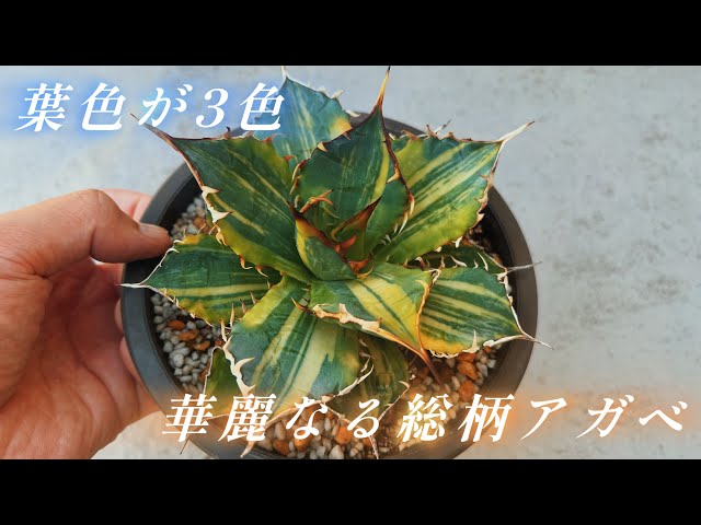 Ns third visit] I bought a really beautiful agave! - YouTube