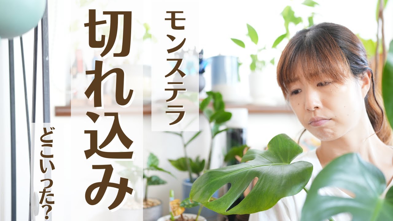 How to grow a Monstera with beautiful cuts] Tips for growing large