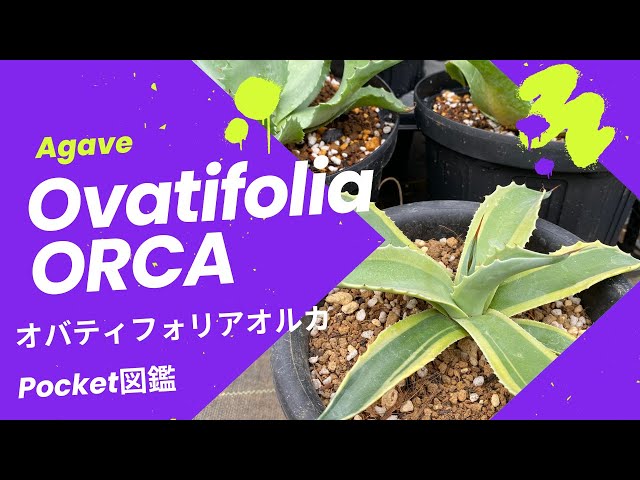 Super high-end] A simple introduction to the Ovatifolia 