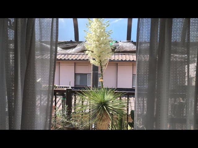 開花したユッカロストラータの1年後・・ダブルヘッドになったか