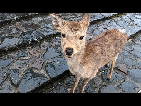 雨の奈良公園と鹿さん - YouTube