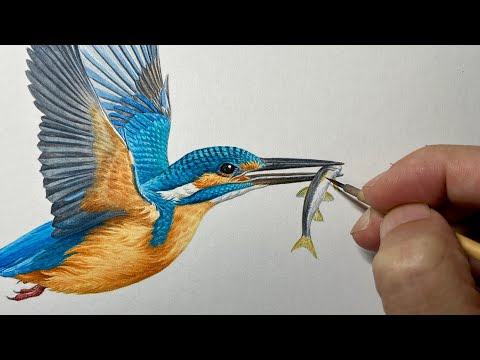 カワセミを描く】Paint a Kingfisher / Time lapse 59 - YouTube