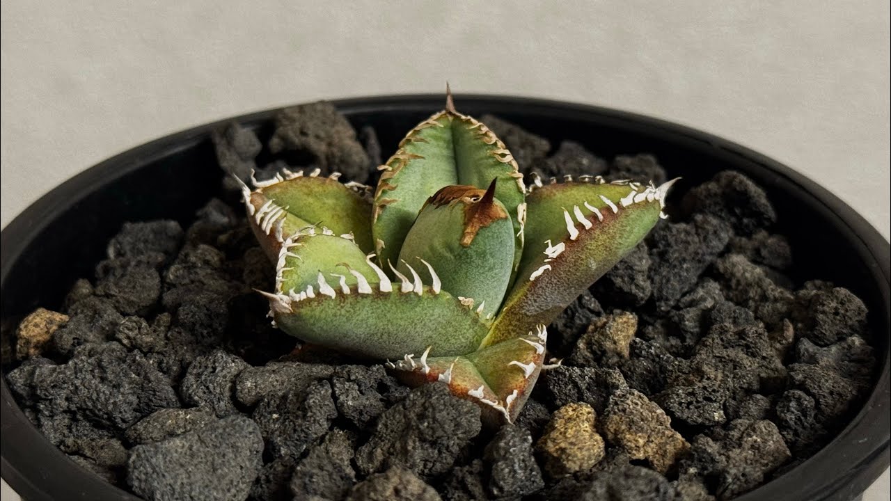 20260219 アガベ・チタノタ 麻花（芽）-028｜agave Twist Dragon/Ma