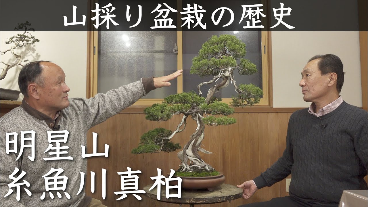 糸魚川真柏・紀州真柏 見分け方と、それぞれの特徴 [盆栽初心者講座