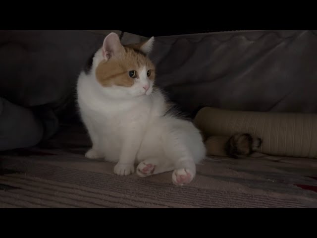 三毛猫】こたつで休むミケ（2025年12月6日） - YouTube