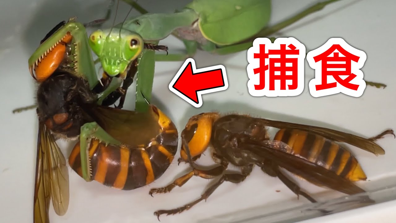 When a giant invasive praying mantis was given a hornet, the
