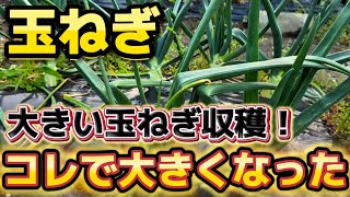 Onions] I did ____ to the onions and they grew big. I'll tell you