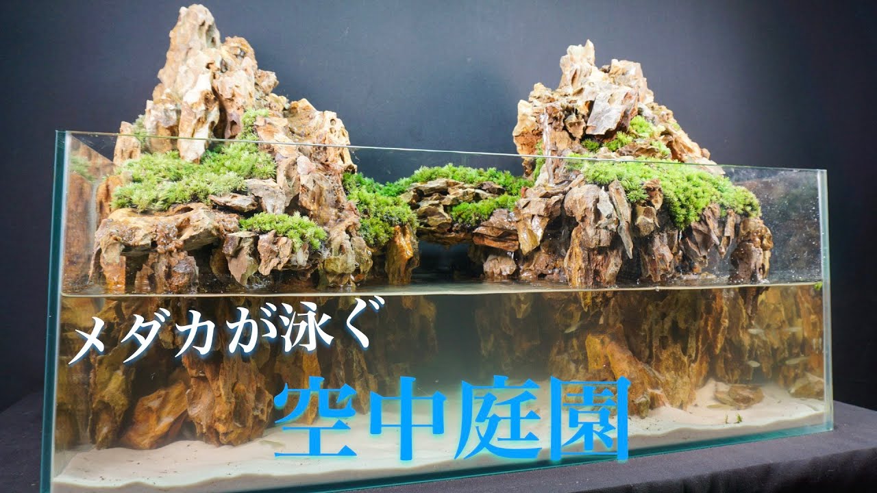 メダカが泳ぐ空中庭園アクアテラリウムを立ち上げてみた - YouTube